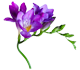 گل فریزیا بلواسکای